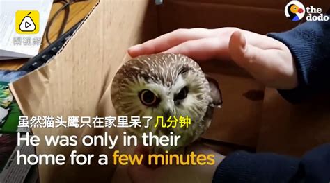 小鳥飛進家裡|【鳥飛進家裡代表什麼】鳥飛進家裡暗示什麼？驚人預兆揭露！